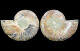 Sliced Ammonite Fossil - Agatized #125040-1